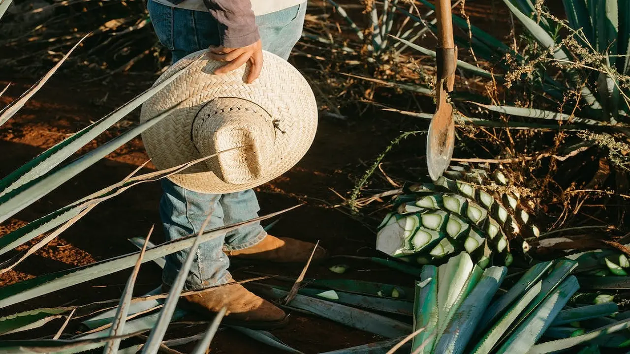 De la tierra al cristal: el viaje de un tequila con carácter